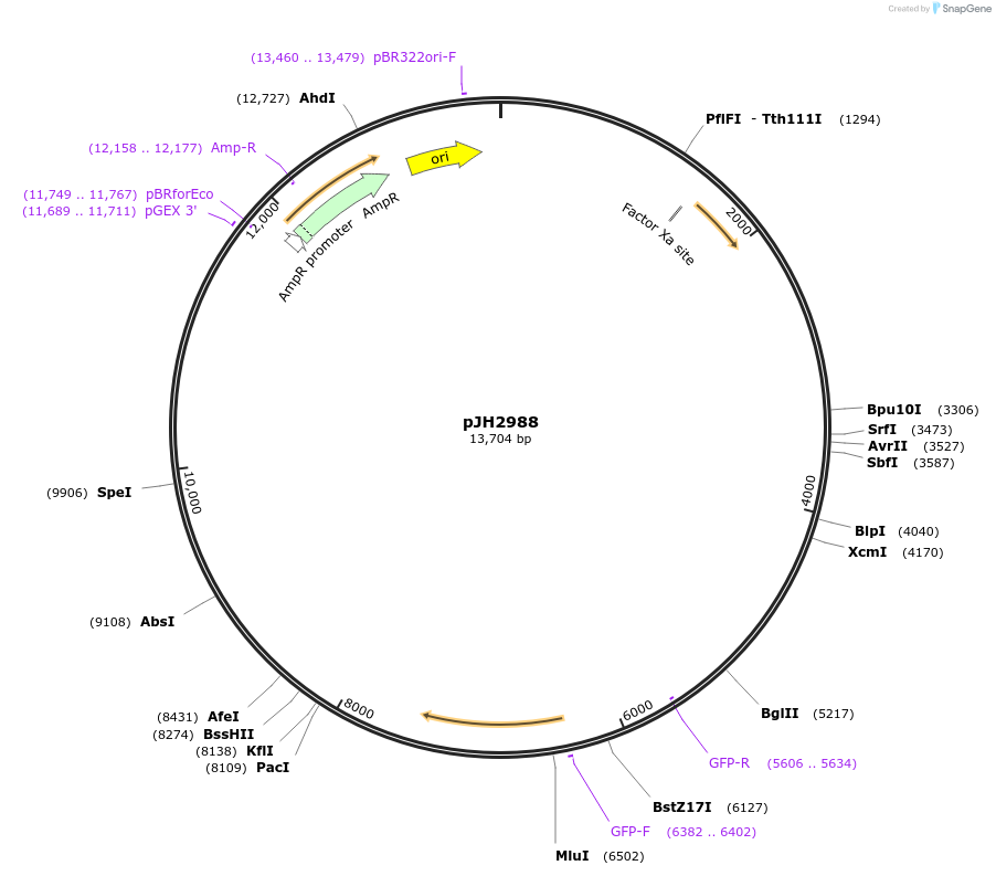 253827-plasmid-map-sequence-id-511614