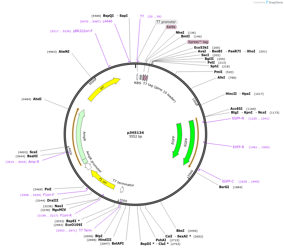 253863-plasmid-map-sequence-id-511615