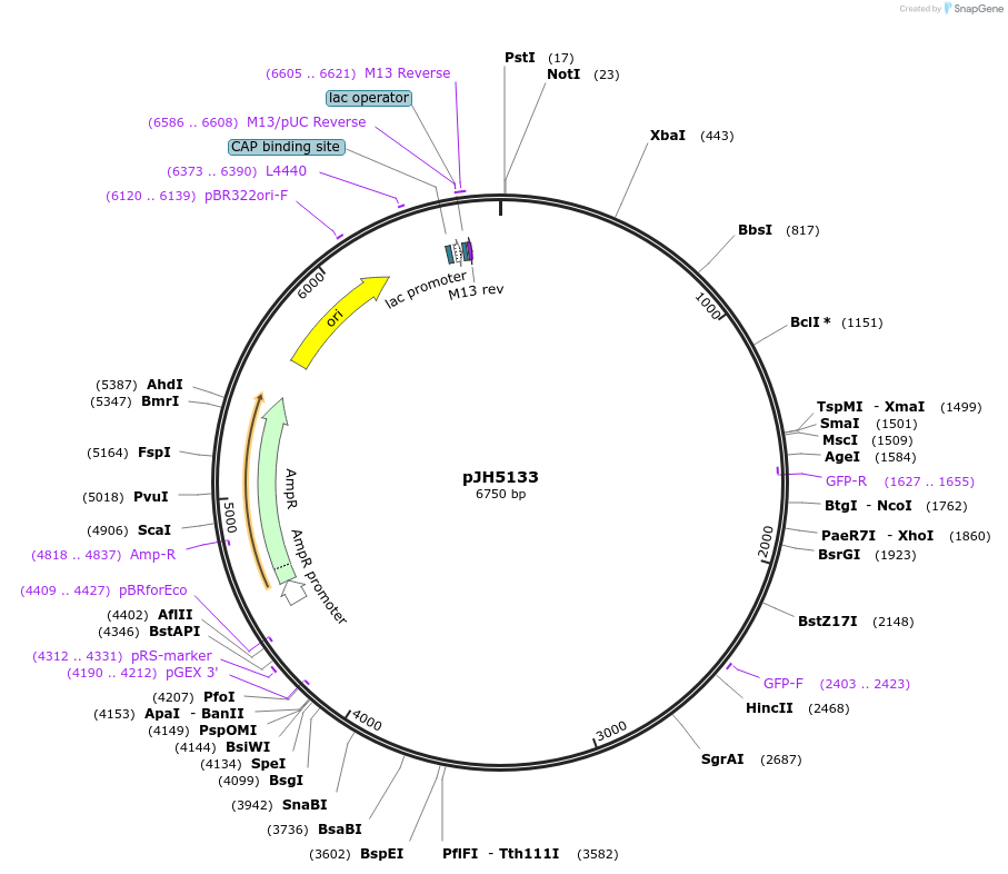 253862-plasmid-map-sequence-id-511616