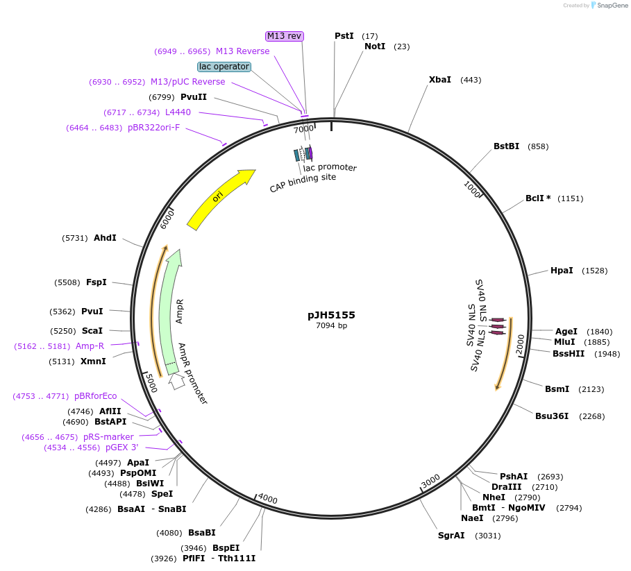 253948-plasmid-map-sequence-id-511617