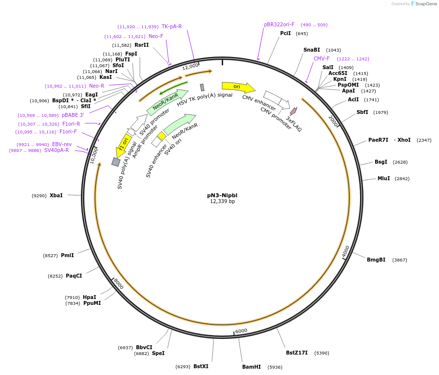 107716-plasmid-map-sequence-id-511618