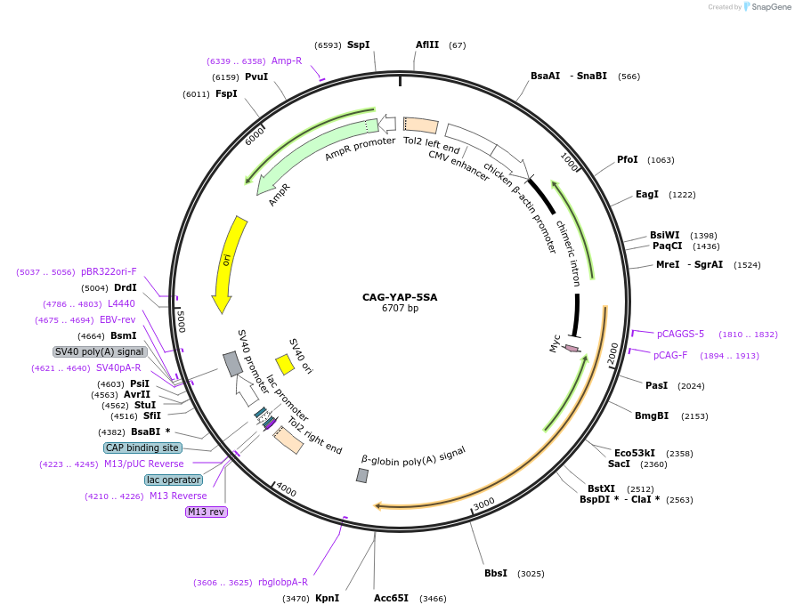 248046-plasmid-map-sequence-id-511624