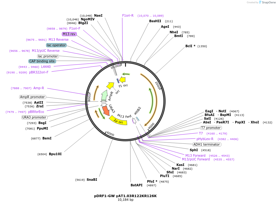 132782-plasmid-map-sequence-id-511628