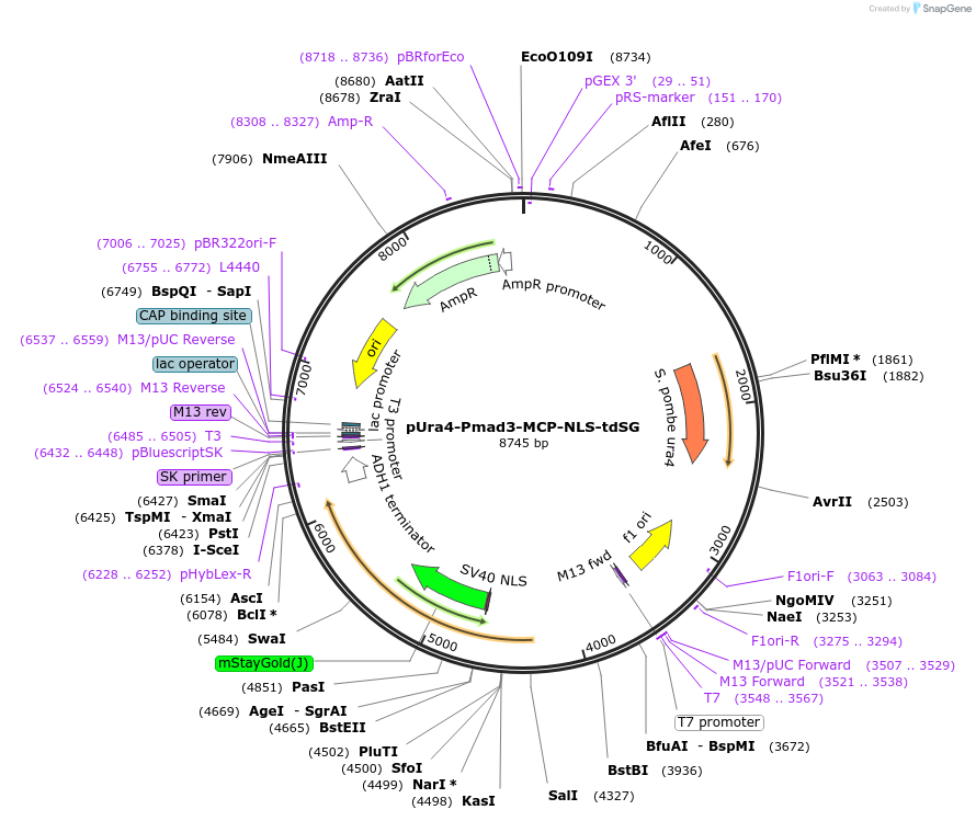 255011-plasmid-map-sequence-id-511650