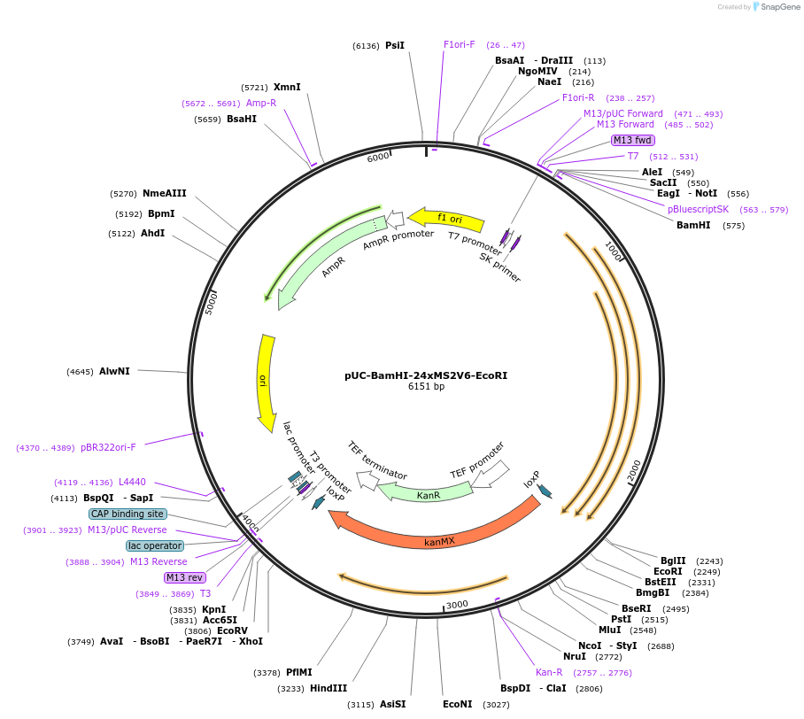 255008-plasmid-map-sequence-id-511651