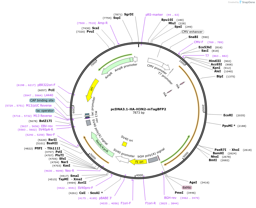 253734-plasmid-map-sequence-id-511653