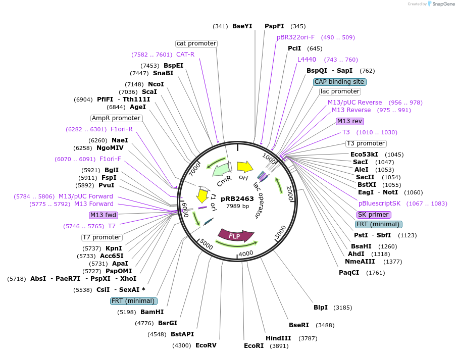 256751-plasmid-map-sequence-id-511656