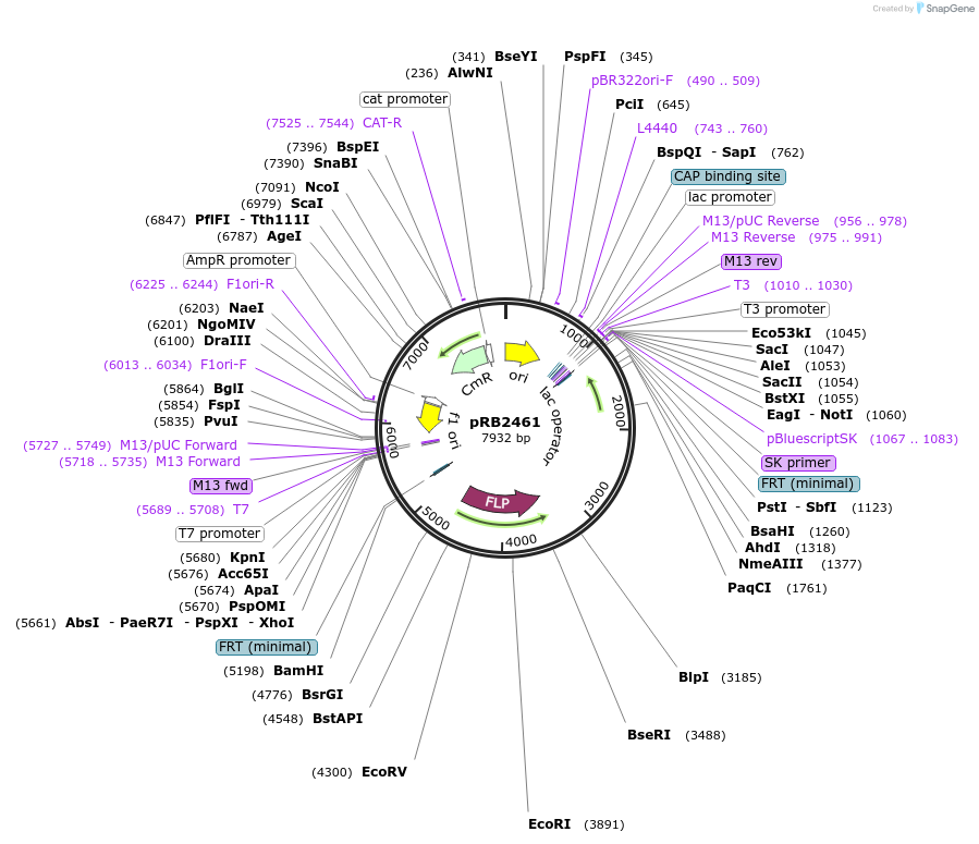 256749-plasmid-map-sequence-id-511657