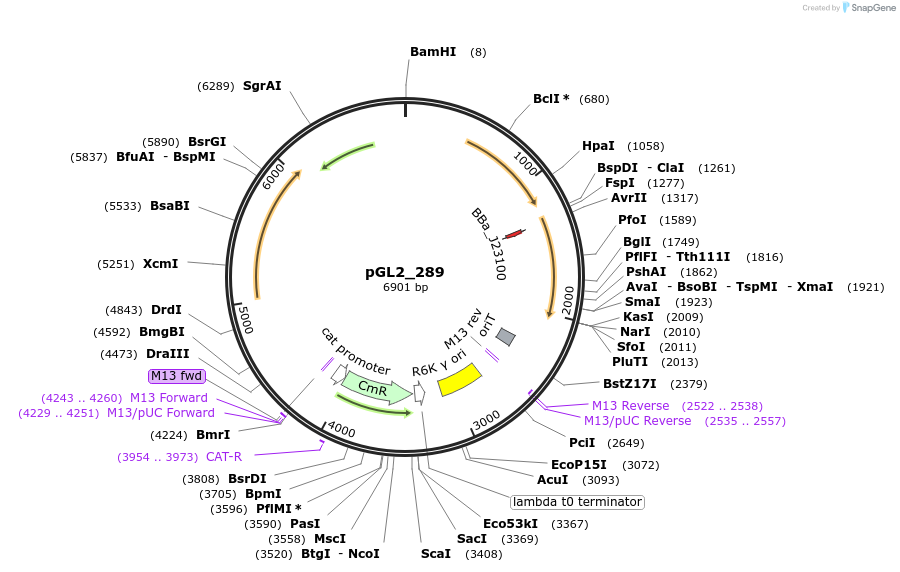 251875-plasmid-map-sequence-id-511658