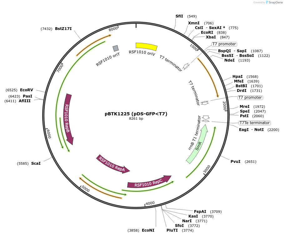 256773-plasmid-map-sequence-id-511661