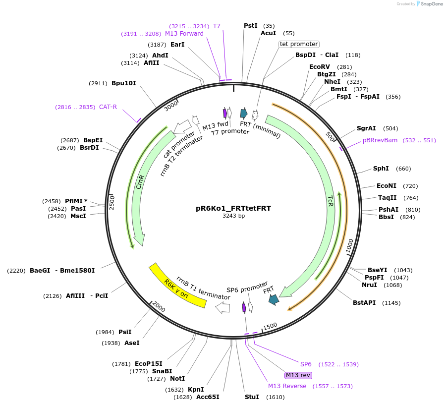 243901-plasmid-map-sequence-id-511662