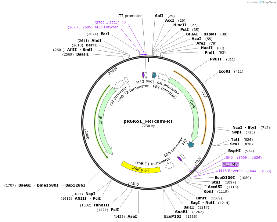 243900-plasmid-map-sequence-id-511663