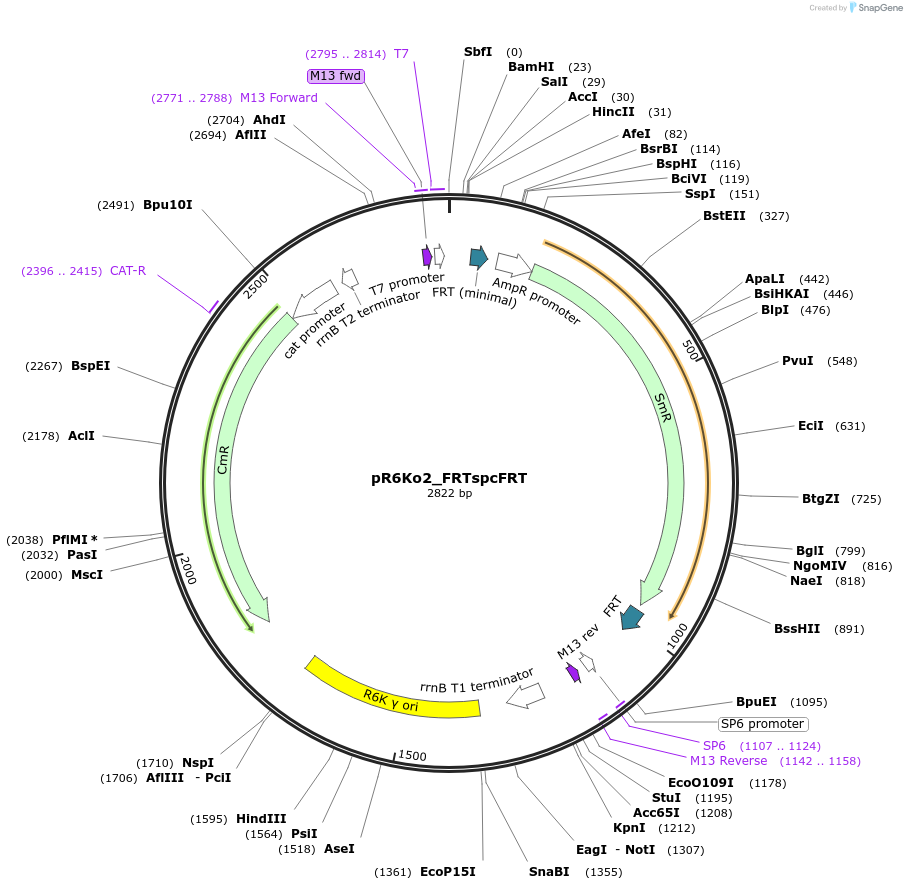 243907-plasmid-map-sequence-id-511664