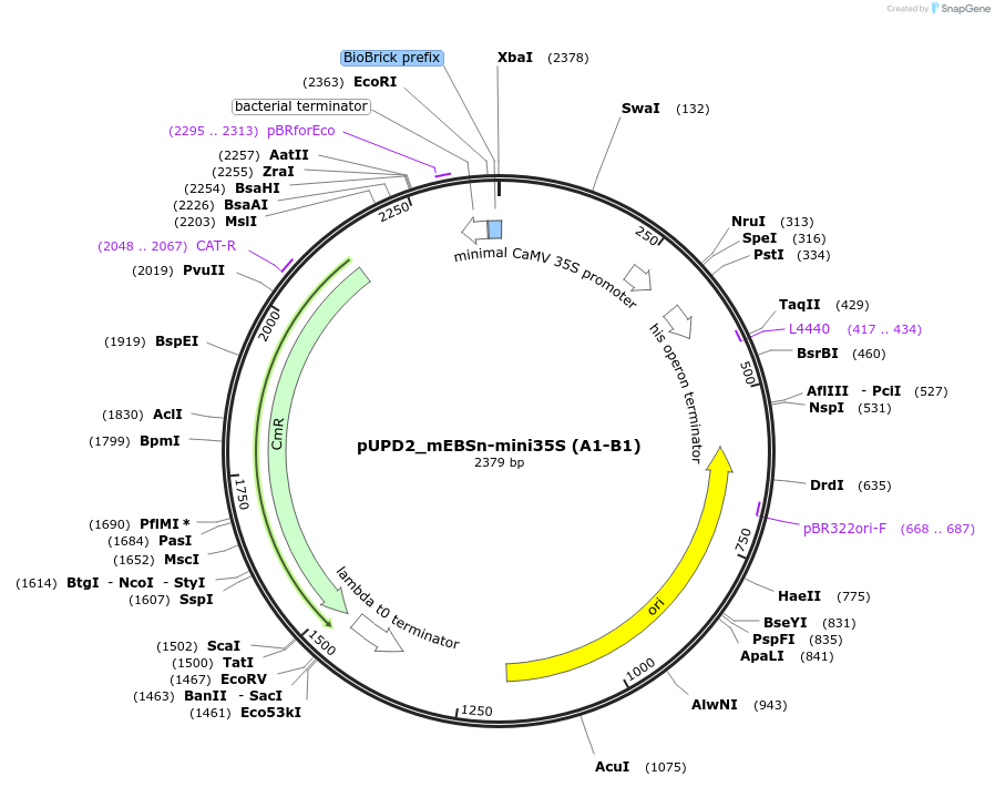 254063-plasmid-map-sequence-id-511665