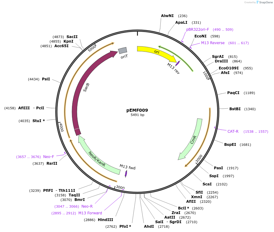254852-plasmid-map-sequence-id-511666