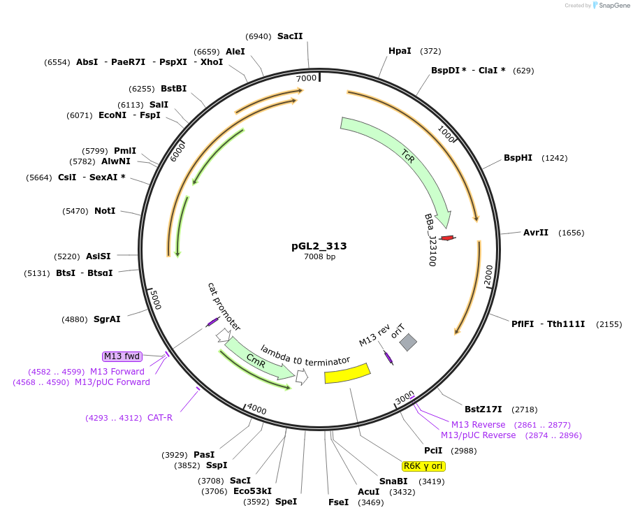 251951-plasmid-map-sequence-id-511667