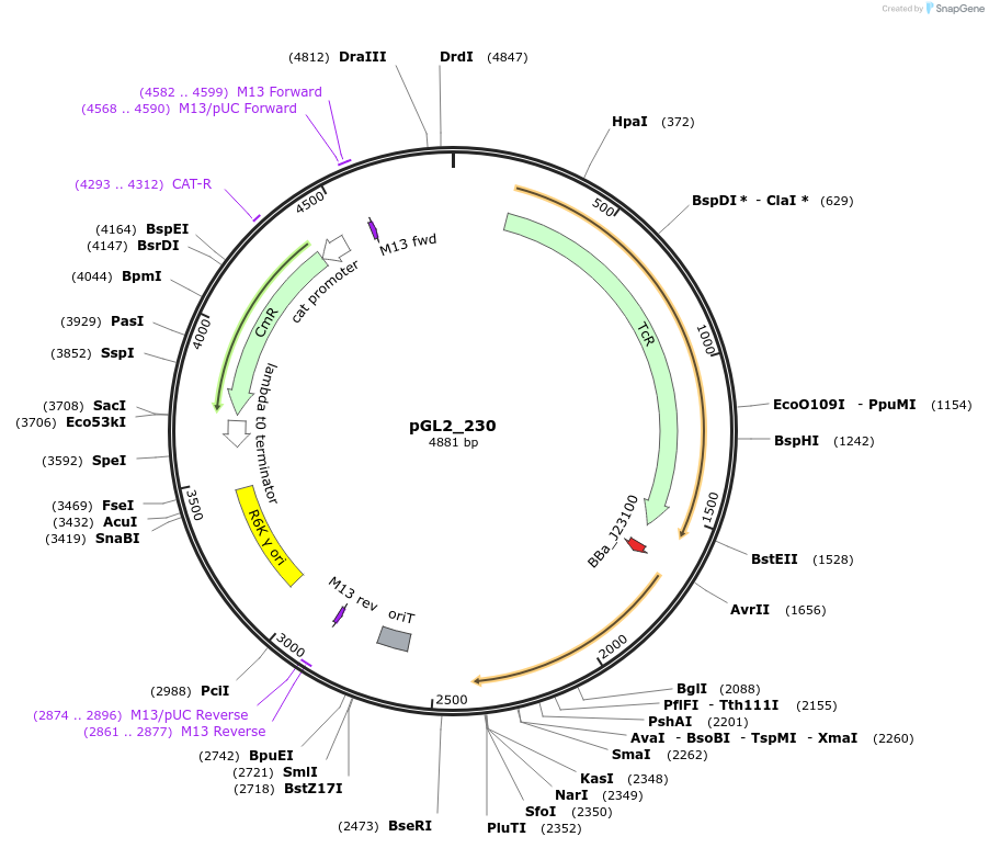 251941-plasmid-map-sequence-id-511668