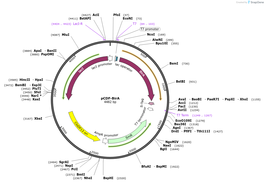 250993-plasmid-map-sequence-id-511671