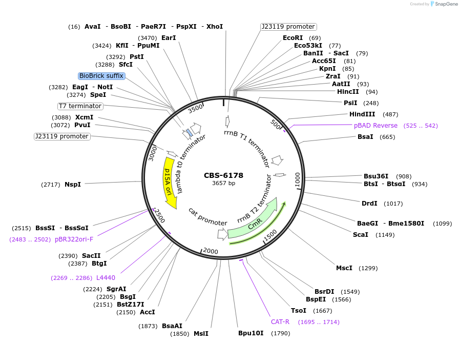 253628-plasmid-map-sequence-id-511673