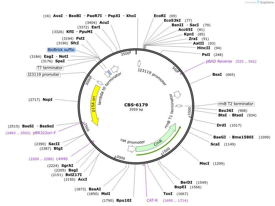 253629-plasmid-map-sequence-id-511675