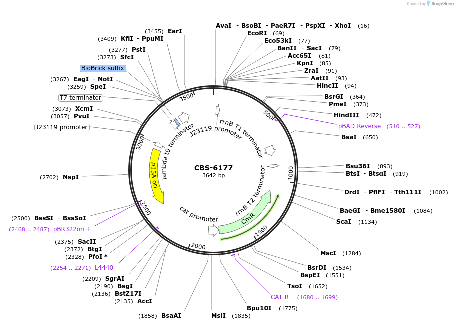253627-plasmid-map-sequence-id-511676