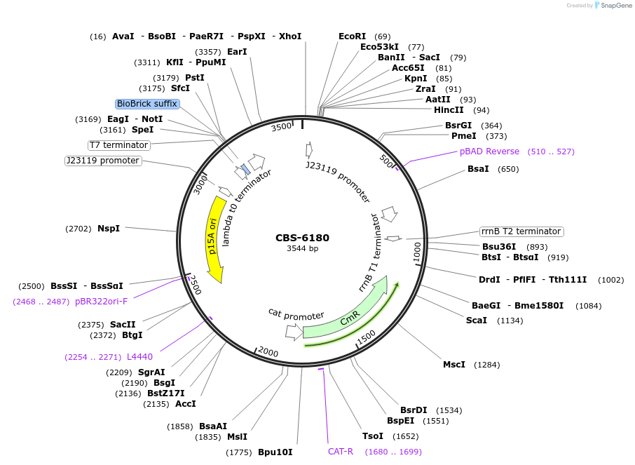 253630-plasmid-map-sequence-id-511677