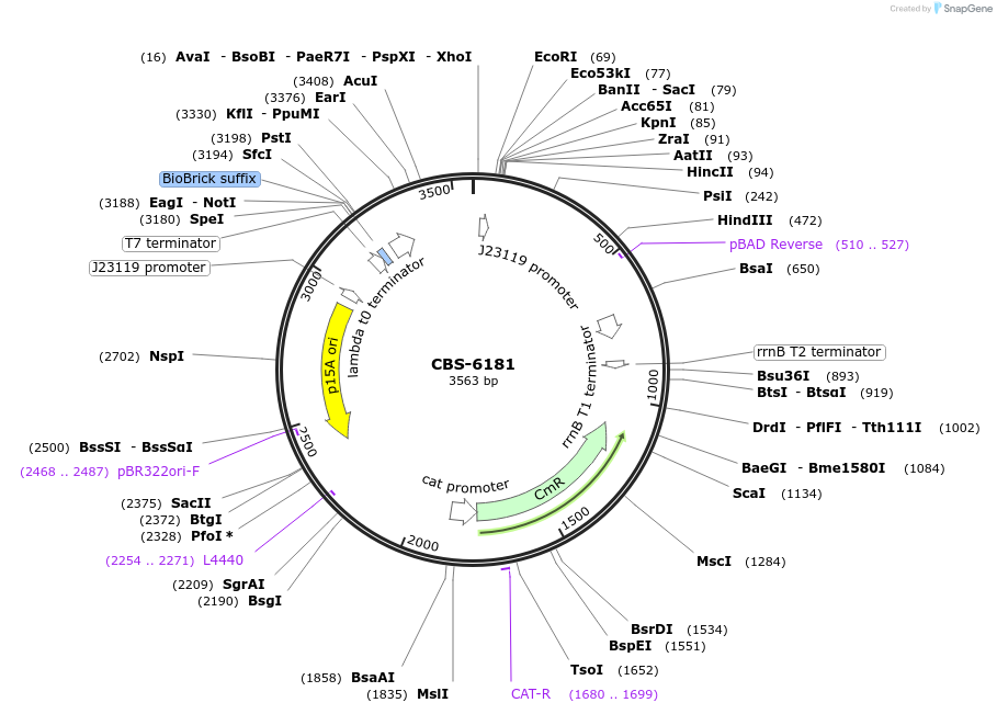 253631-plasmid-map-sequence-id-511696