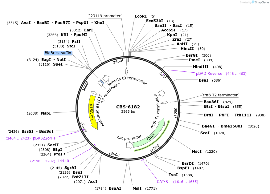 253632-plasmid-map-sequence-id-511697