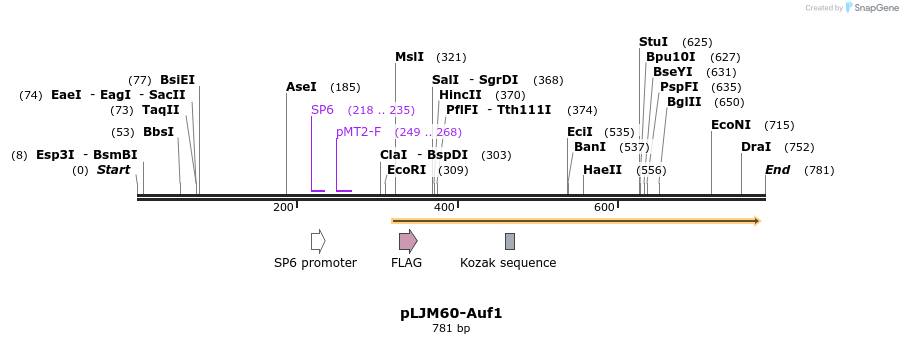 51171_map