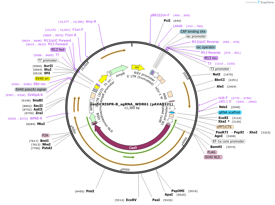 254886-plasmid-map-sequence-id-511711