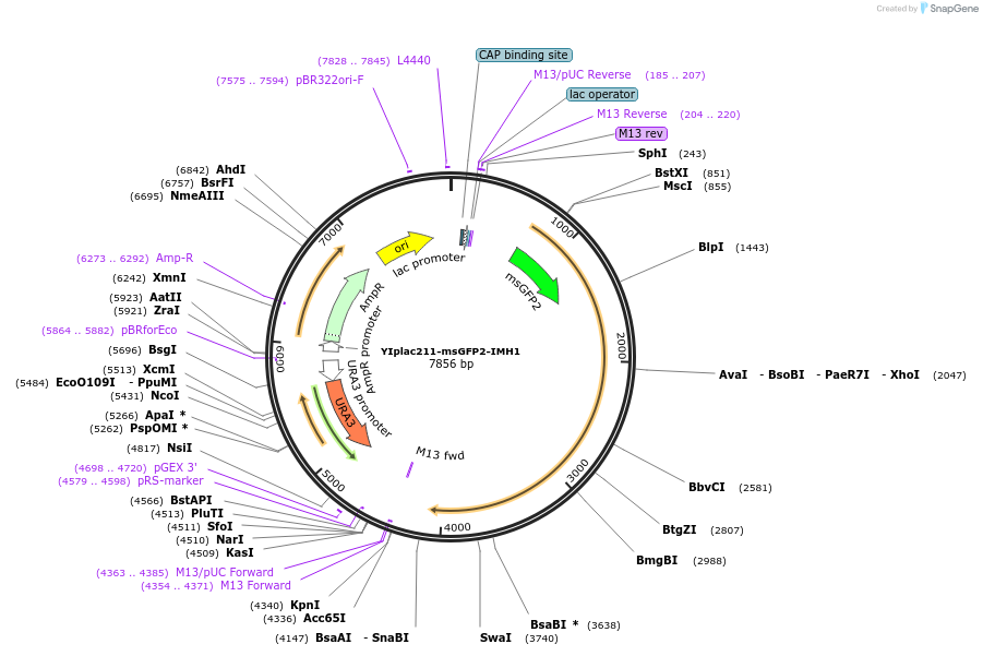 255059-plasmid-map-sequence-id-511747