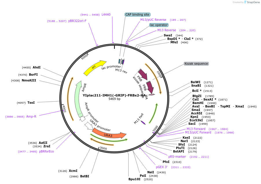 255057-plasmid-map-sequence-id-511749