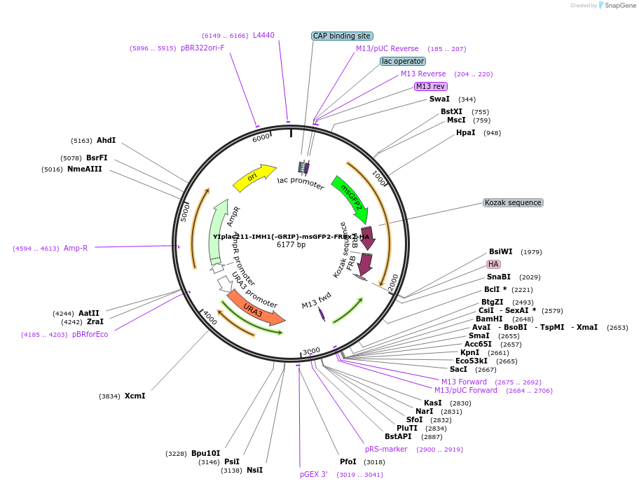 255058-plasmid-map-sequence-id-511750