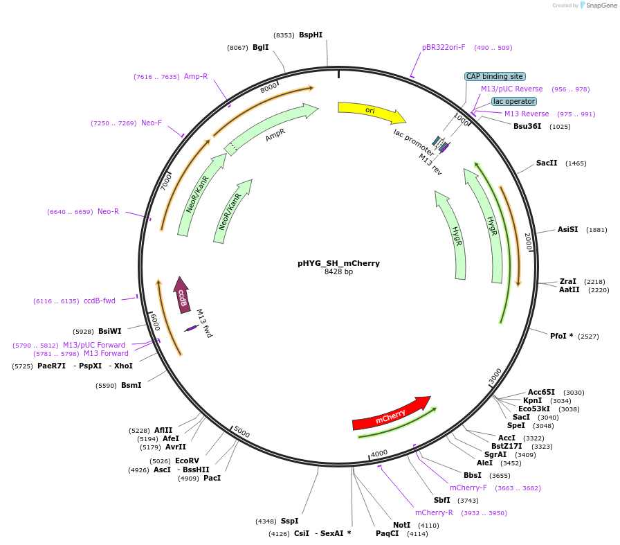 255814-plasmid-map-sequence-id-511751