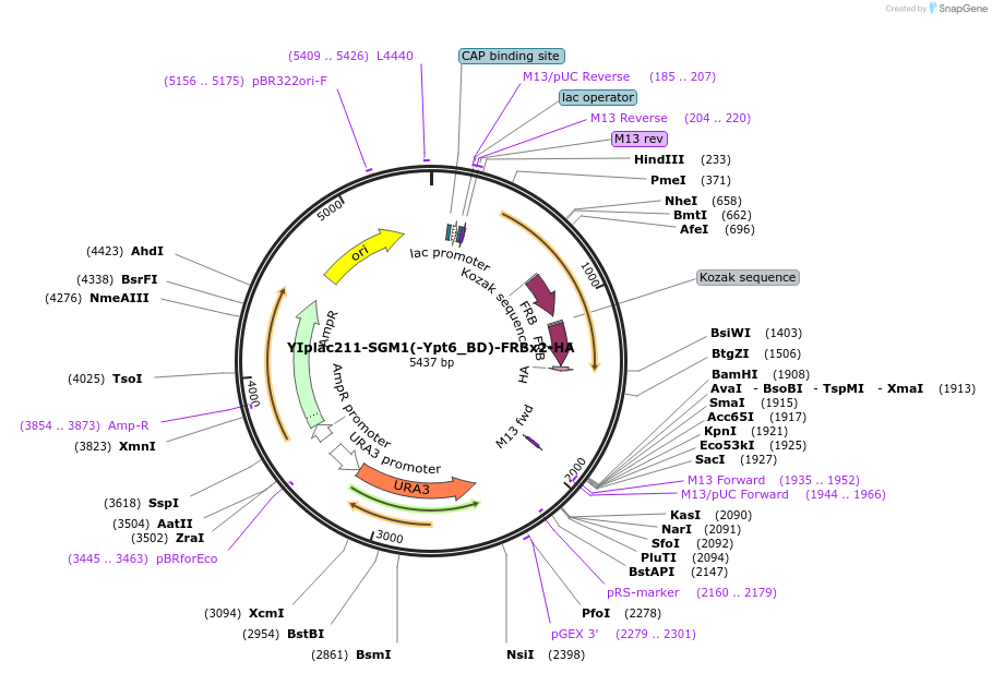 255060-plasmid-map-sequence-id-511752