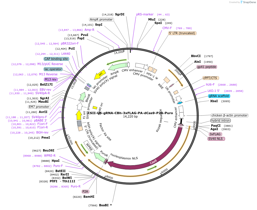 83306-plasmid-map-sequence-id-511753