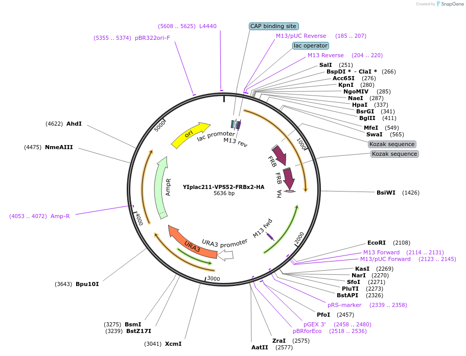 255065-plasmid-map-sequence-id-511754