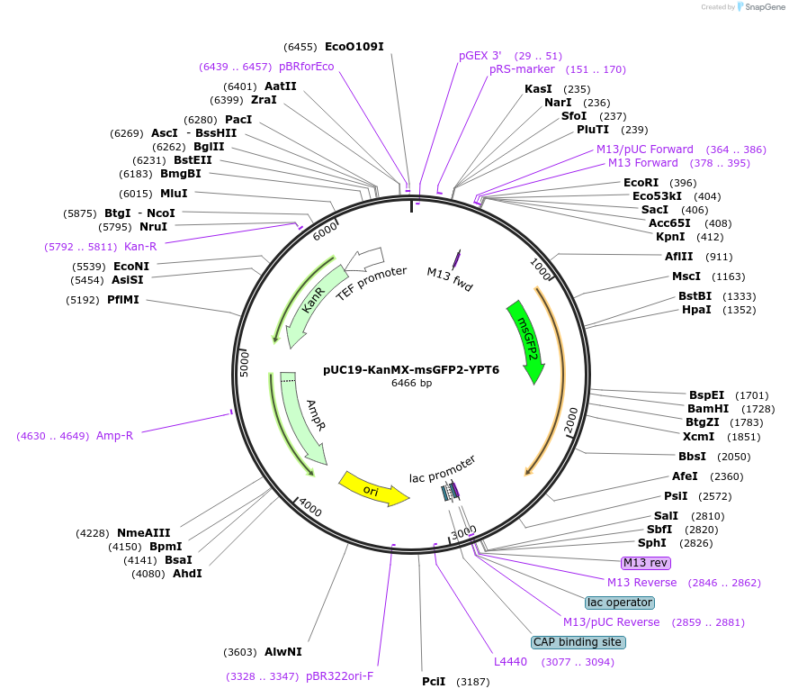 255054-plasmid-map-sequence-id-511758