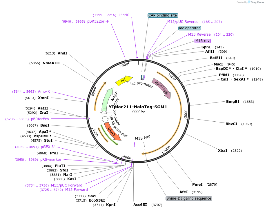 255056-plasmid-map-sequence-id-511759