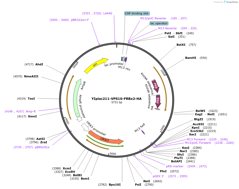 255063-plasmid-map-sequence-id-511766