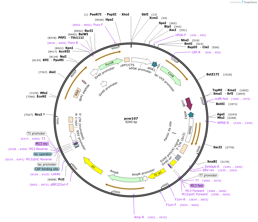 62511-plasmid-map-sequence-id-511833