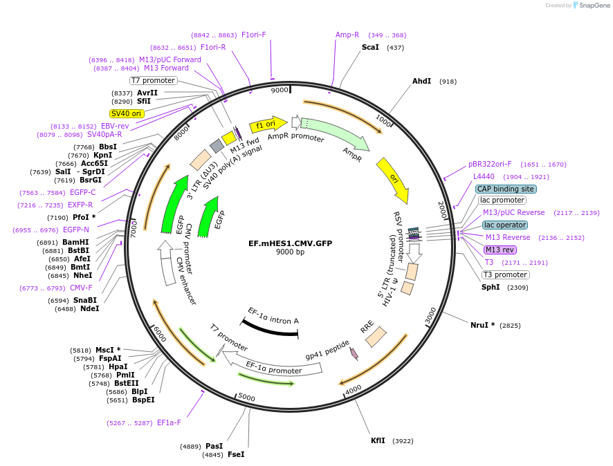 17622-plasmid-map-sequence-id-512030