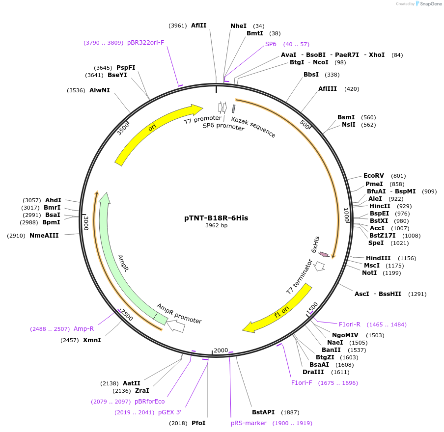 58979-plasmid-map-sequence-id-512032