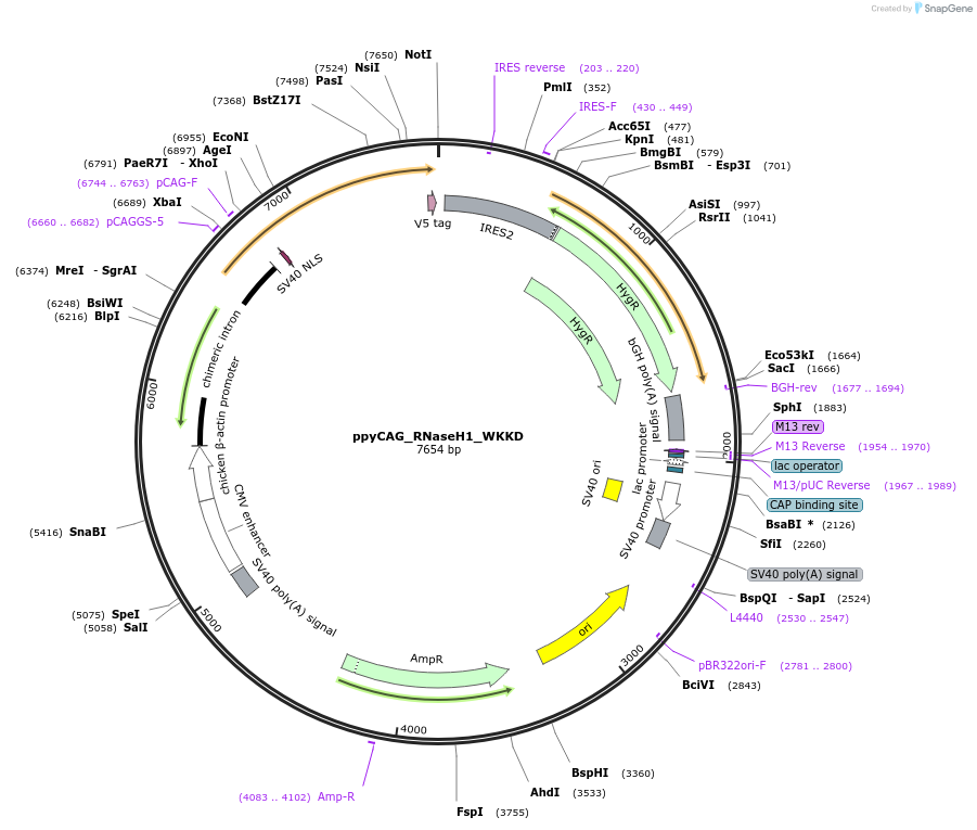 111905-plasmid-map-sequence-id-512037