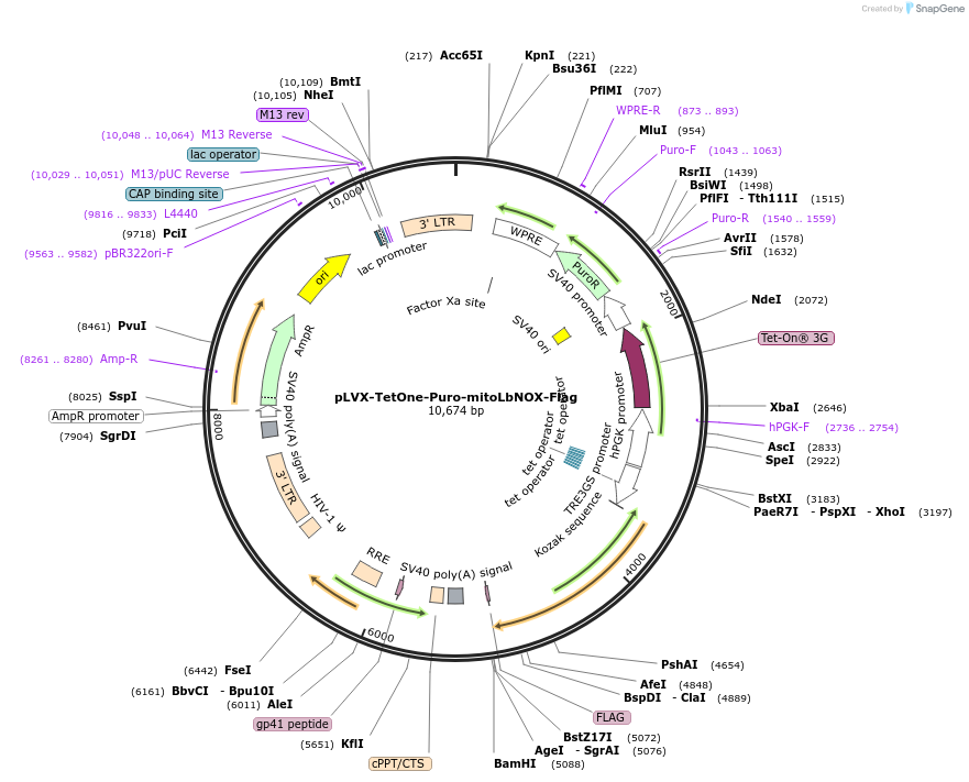 234985-plasmid-map-sequence-id-512042