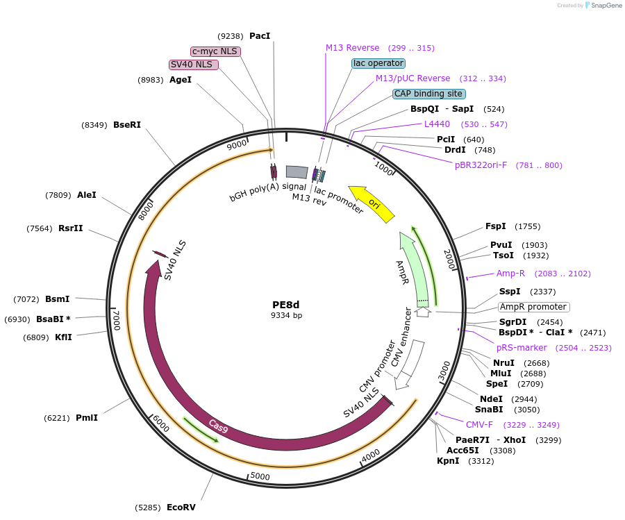257700-plasmid-map-sequence-id-512048
