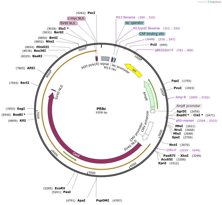 257699-plasmid-map-sequence-id-512051