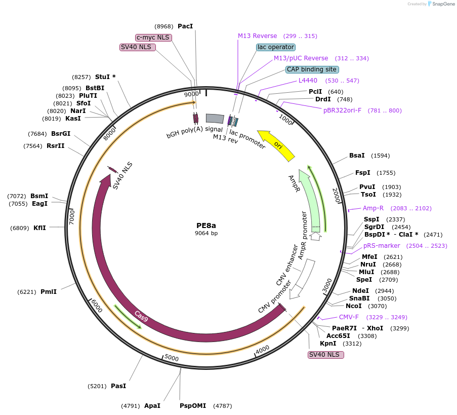 257698-plasmid-map-sequence-id-512054