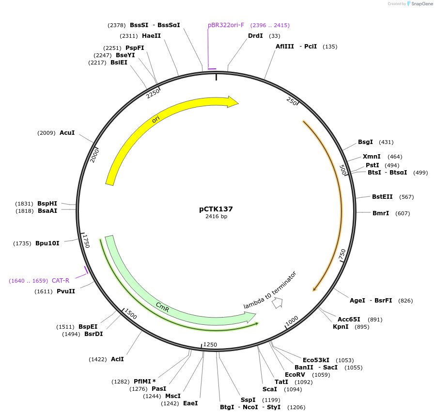 248500-plasmid-map-sequence-id-512071