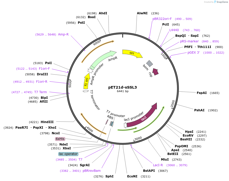 254244-plasmid-map-sequence-id-512075